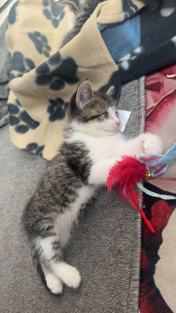 Lovely affectionate kittens 