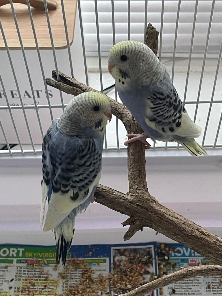 Baby budgies