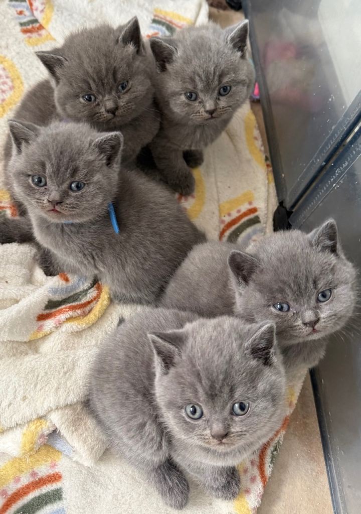 British shorthair Blue kittens 