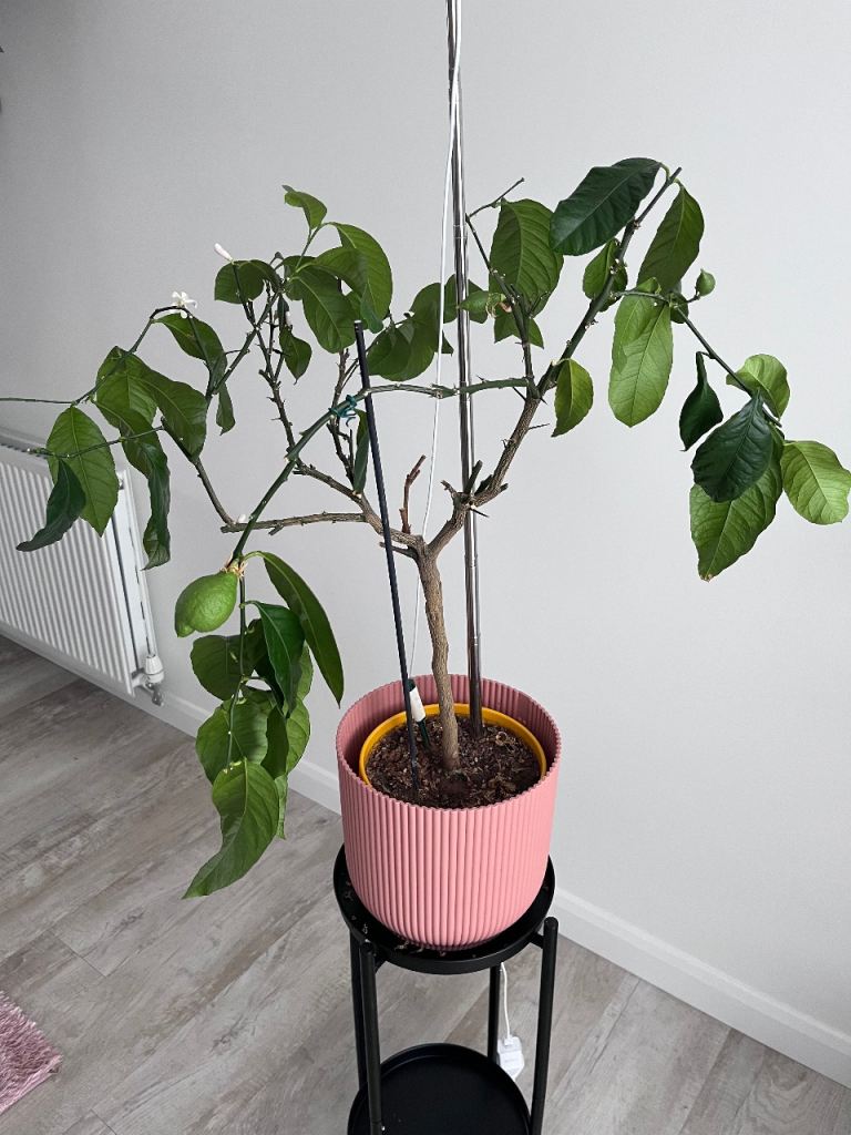Lemon Tree Plant with Pot and Stand – Healthy, Bearing Fruit