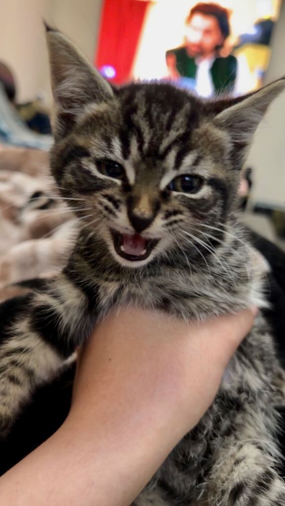 Main coon x Calico kitten 