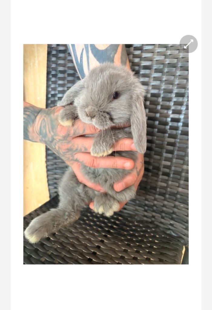 LAST 1 MINI LOP BUNNYS!!!