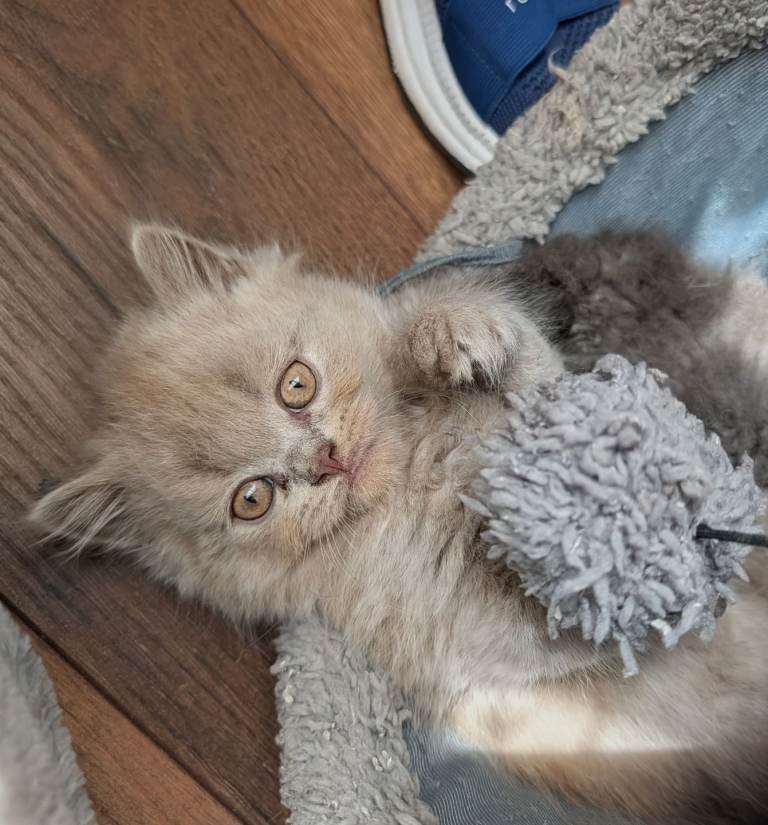 Beautiful British Shorthair Kittens – Ready for Their New Homes