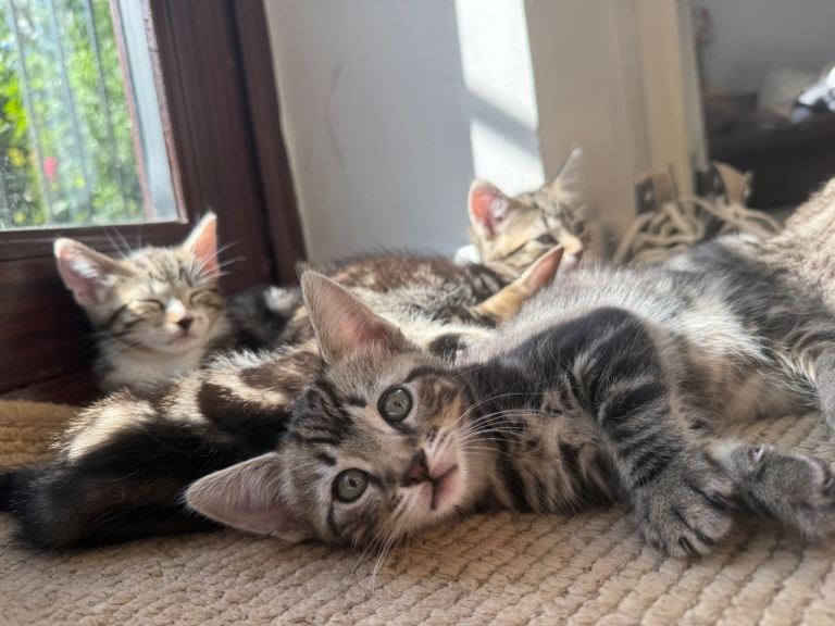 Tabby Kittens 