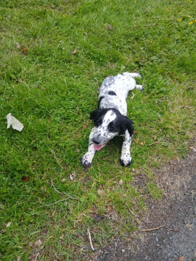 Cocker spaniel