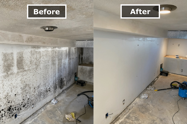 Mould Repair Services