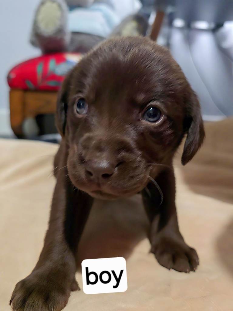 Labrador Puppies for Sale – Ready 9th January – Peterhead - Read Description 
