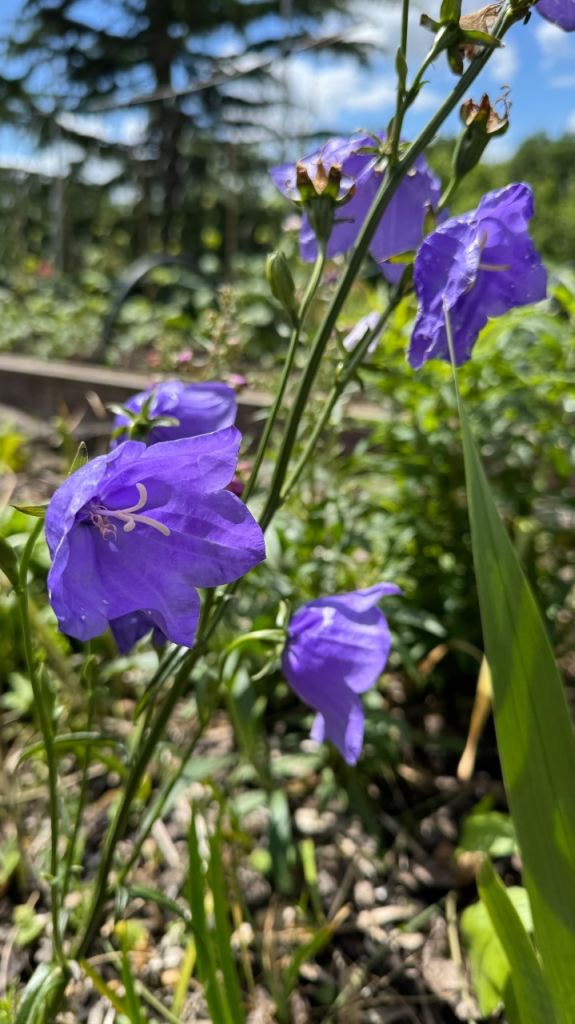 Bell flower ON HOLD DUE TO THE WEATHER, TO DRY TO DIG
