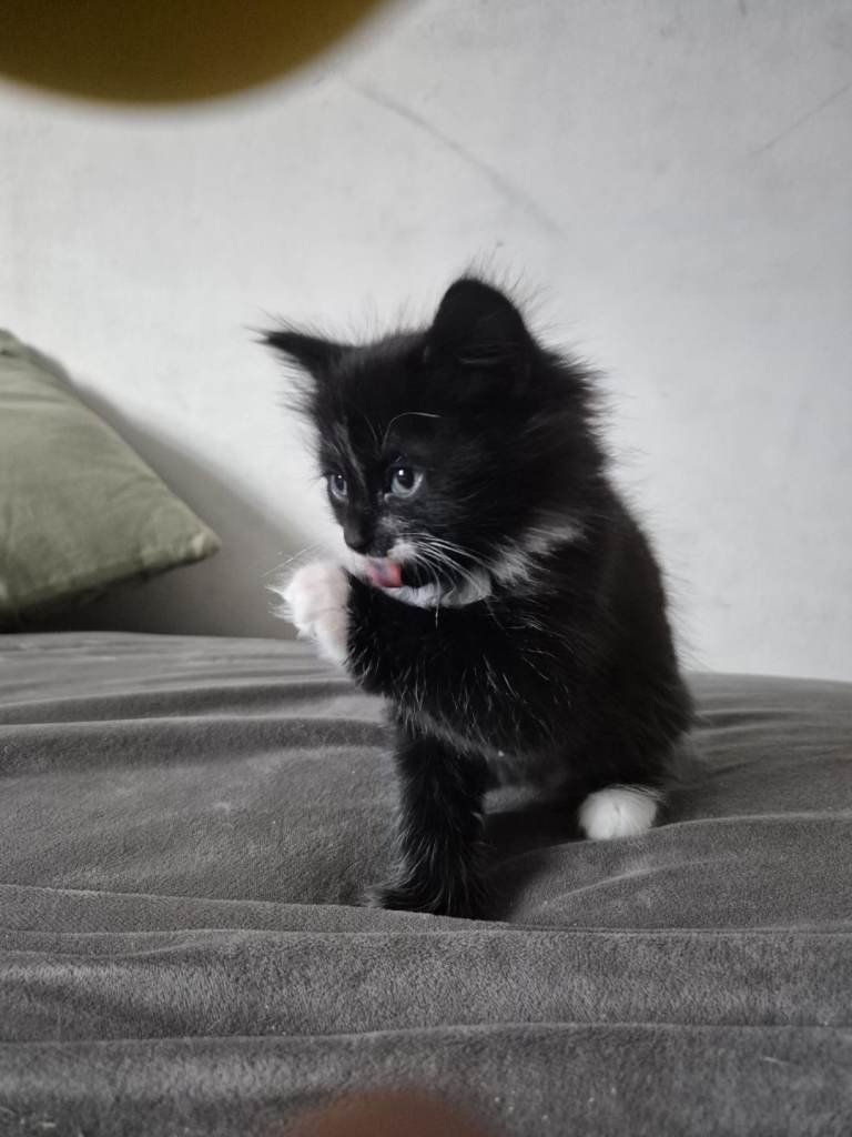 Kittens