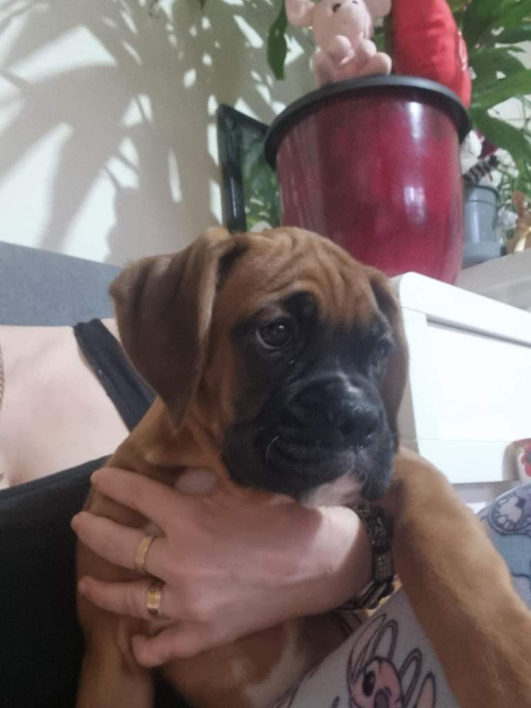 Gorgeous Boxer Girl Bob Tail