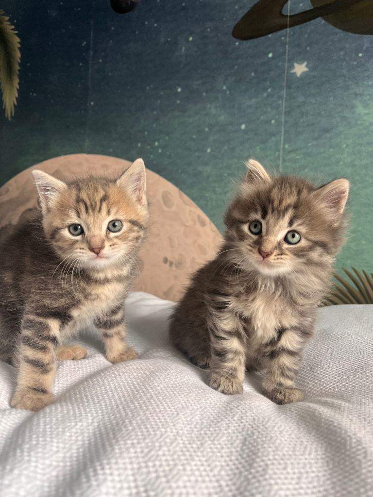 Beautiful playful kittens – Bengal/British Shorthair/Siberian mix