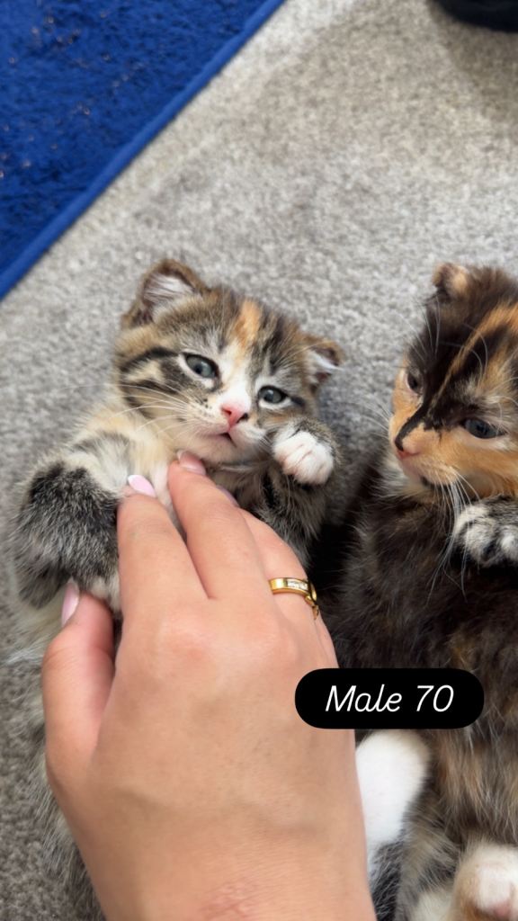 Kittens for sale c