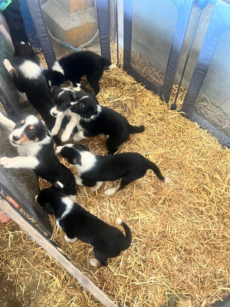 Collie pups 