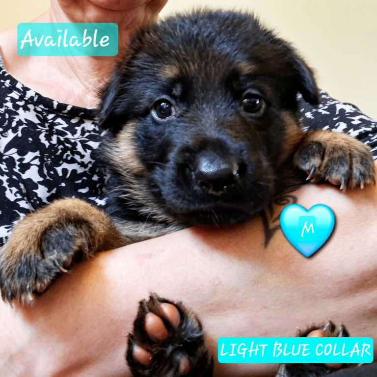 1 Gorgeous Male German Shepherd Puppy 