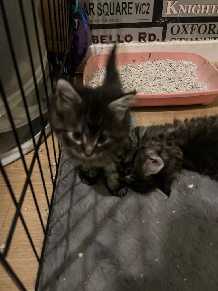 Maine coon x Ragdoll breed kittens for sale