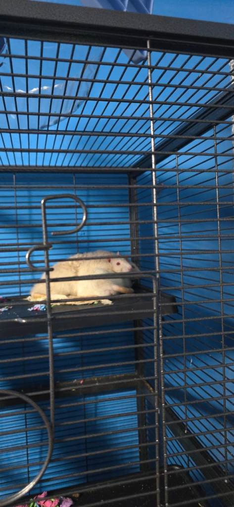 2 male rats (edited)