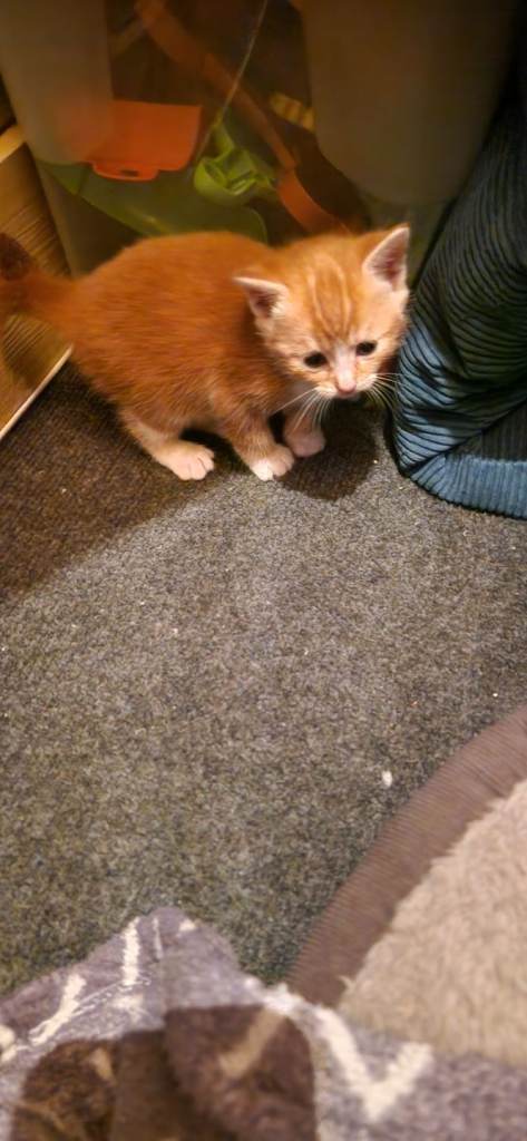 2 ginger kittens , one girl one boy 