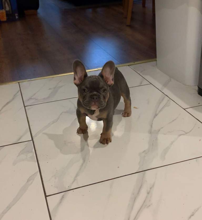 4 Months Old Rosie Looking For Forever Home 