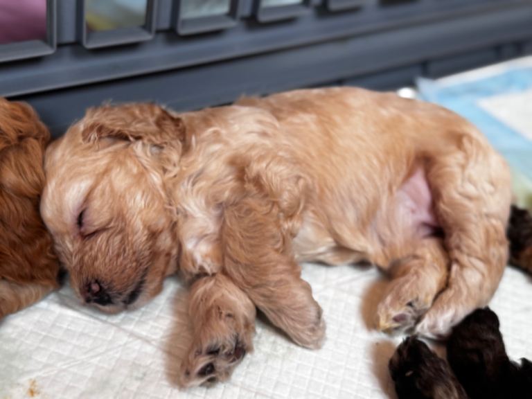 Mini Cockapoo puppies. Only 2 left! 