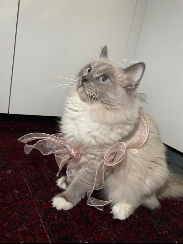 Friendly ragdoll for sale