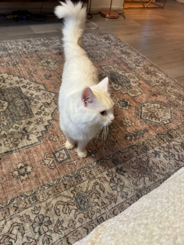 Beautiful male cat for sale