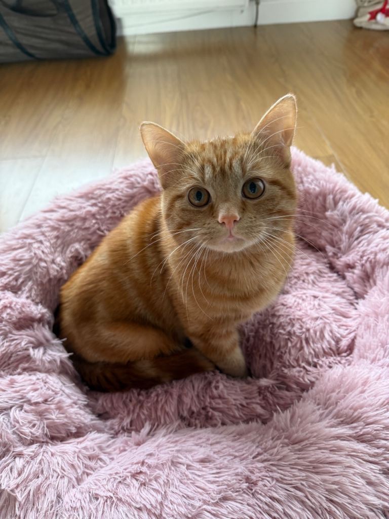 Ginger Male kitten