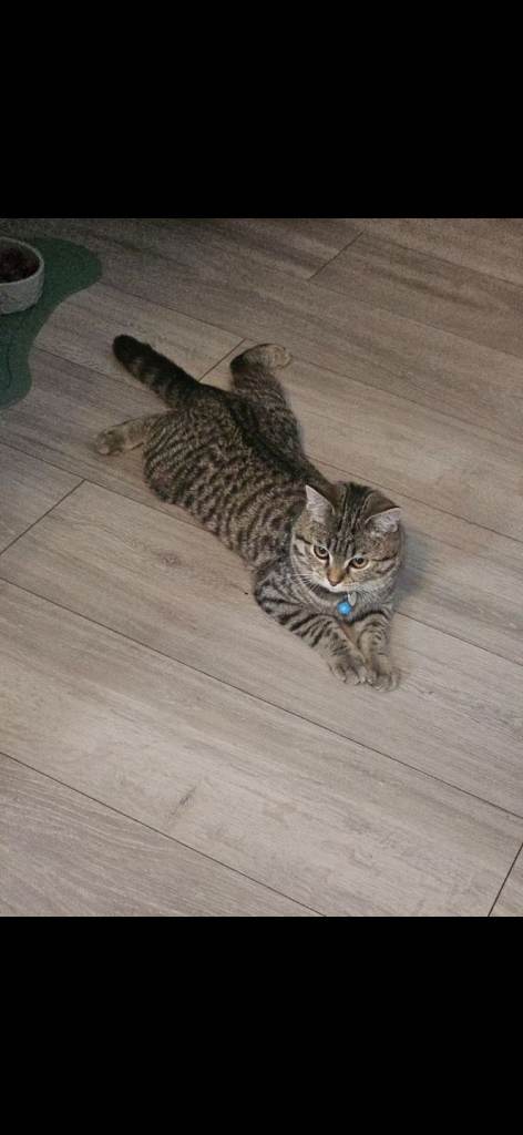 Bittish x bengal cat