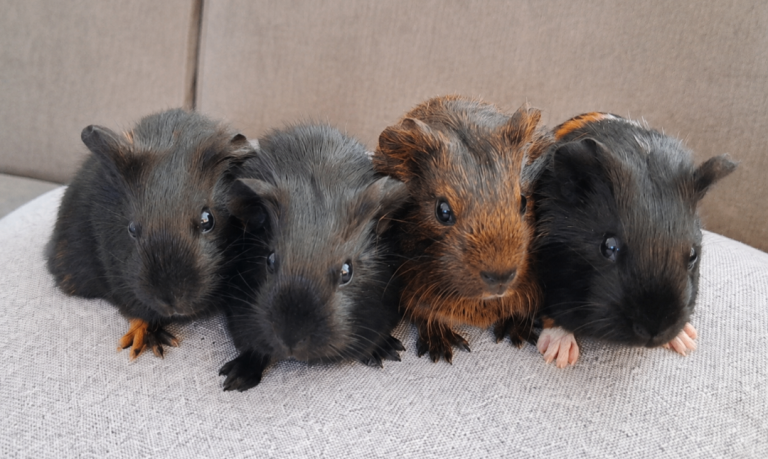 Beautiful baby boars for sale