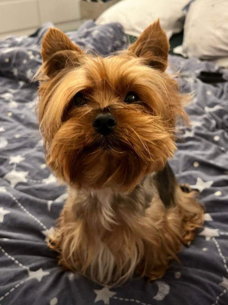 Yorkshire terrier 