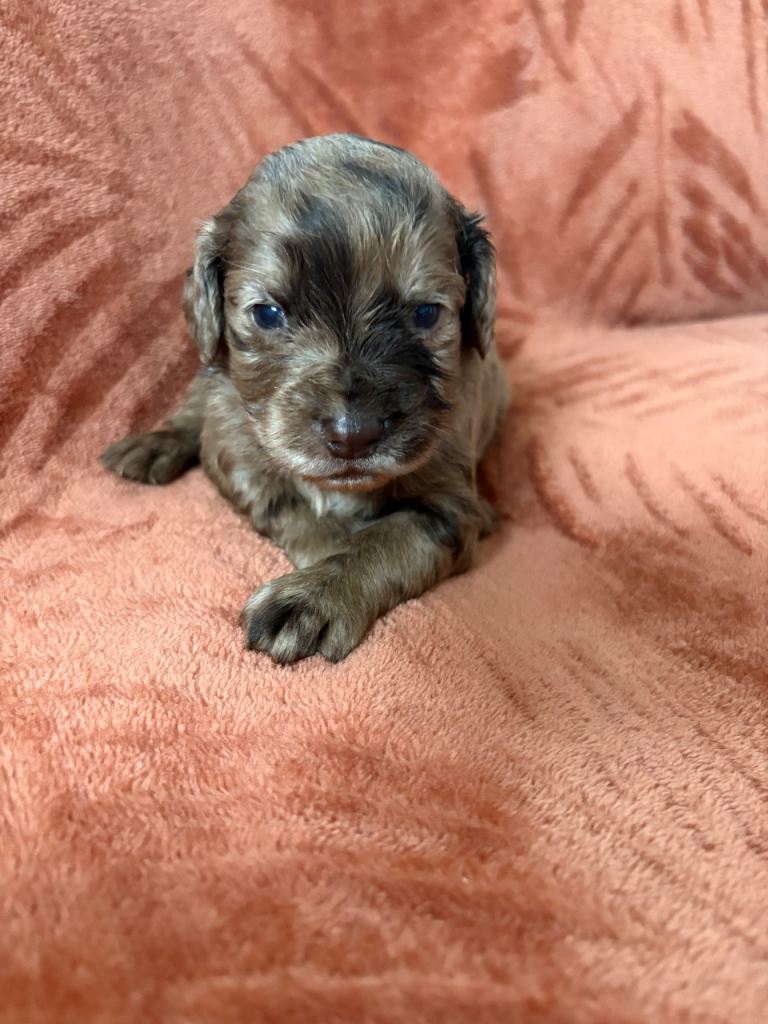 Cocker spaniel puppies 