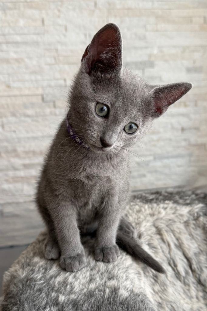 TICA registered Russian Blue kitten 