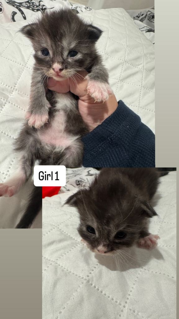 Registered Maine Coon kittens 