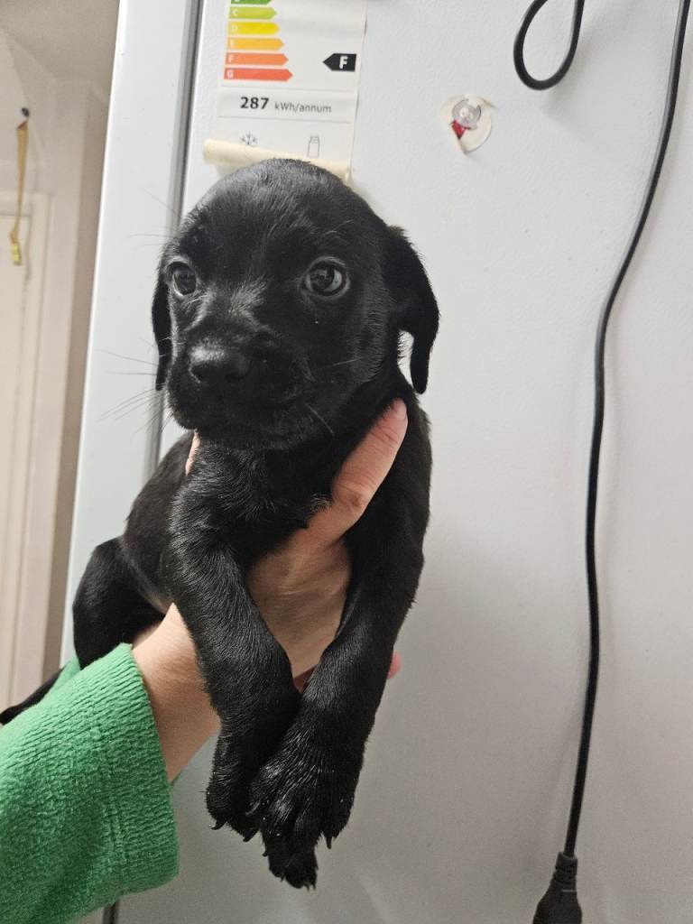Staffy cross cocker spaniels 
