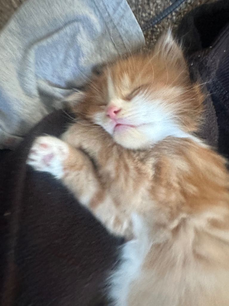 ginger female kitten and female calico kitten