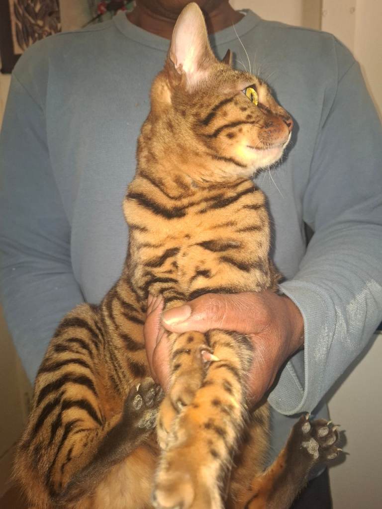 Bengal female 