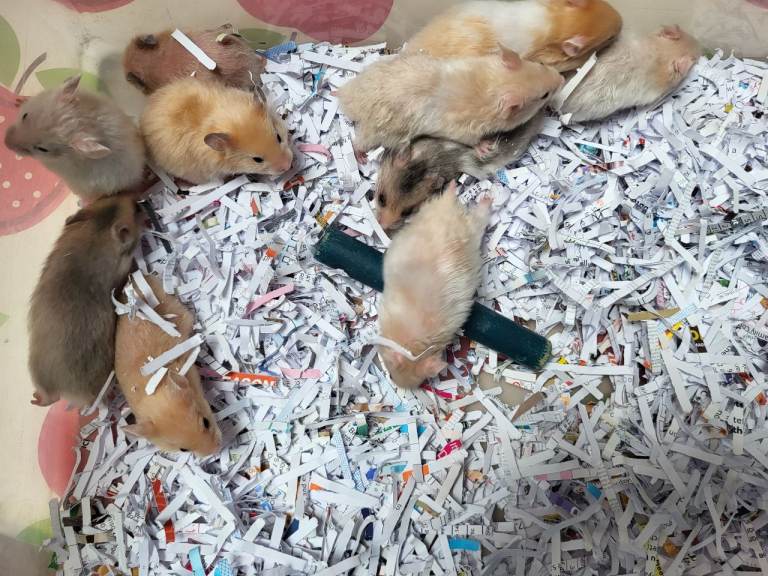 baby hamsters, syrians. lots of colours. £10  each.         