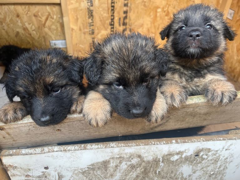 Gaman shepherds puppies 