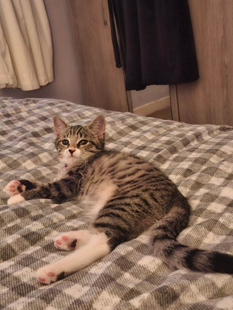 Cat 