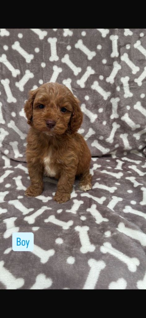 Cocker poo puppies 