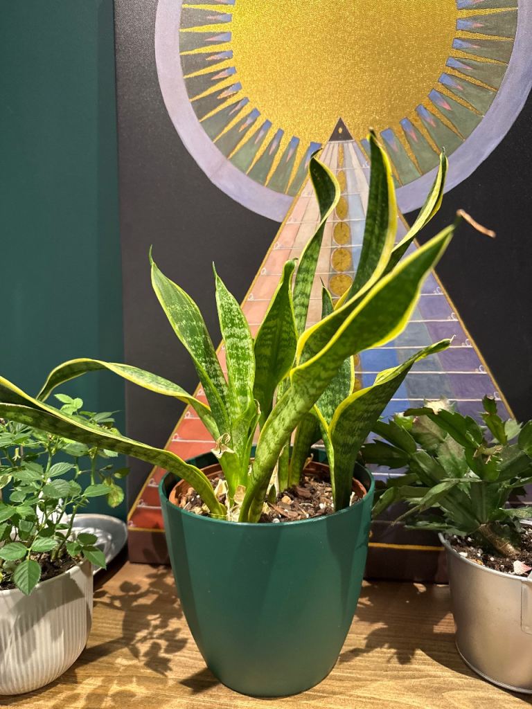 Plants to go for a good home 