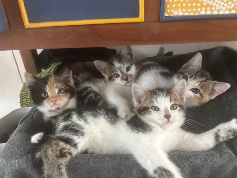 4 beautiful kittens