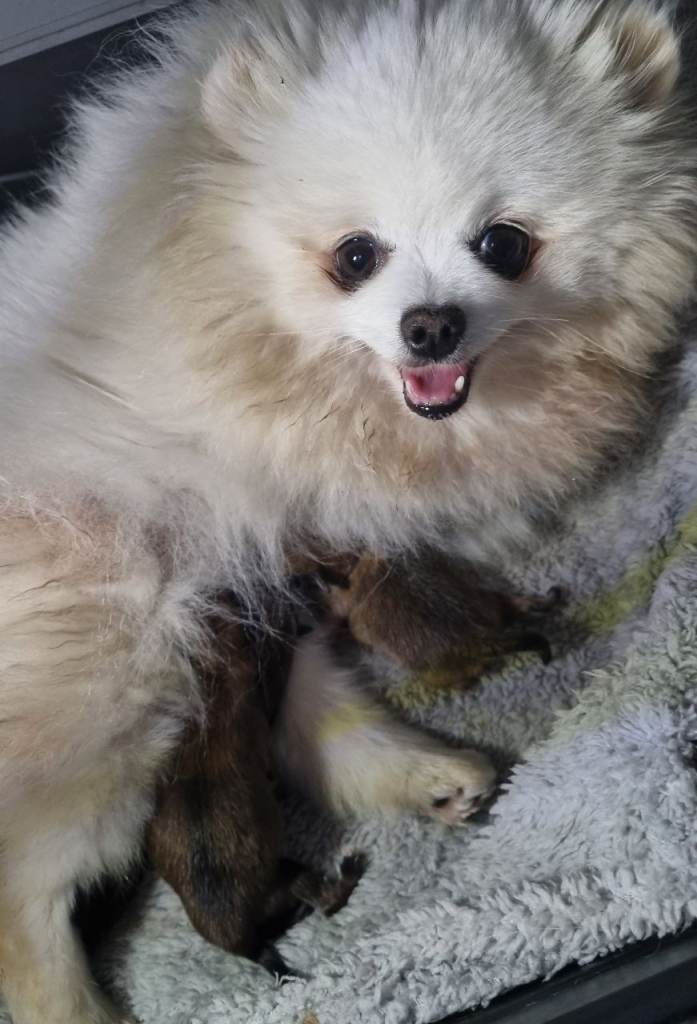 Pomeranian puppies 