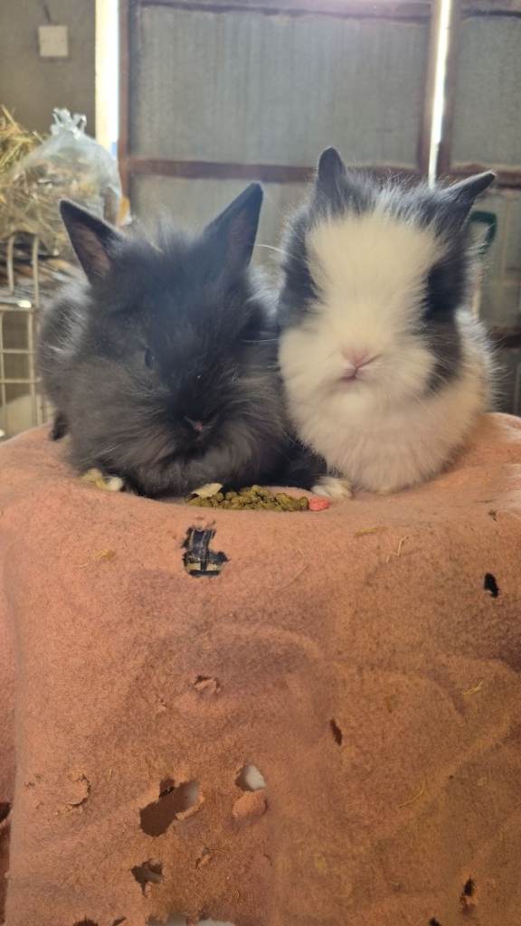Lionhead bunnys 