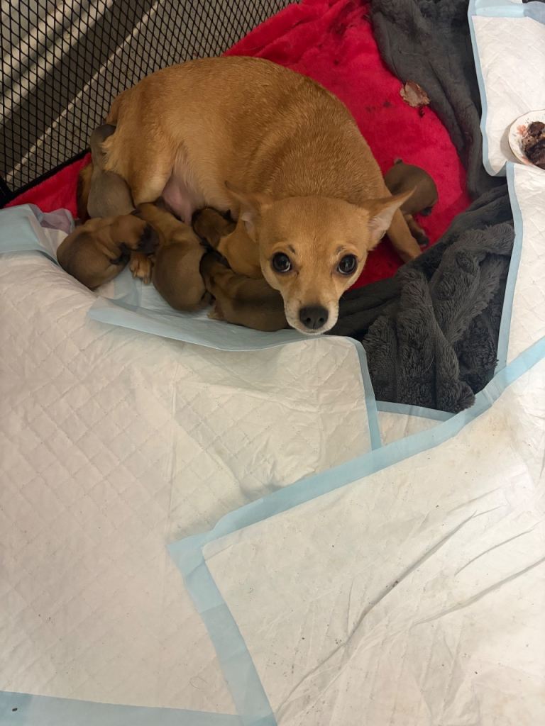 Beautiful chihuahua puppies for sale 