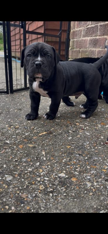 American Bulldog X Cane Corso Puppies 🐾