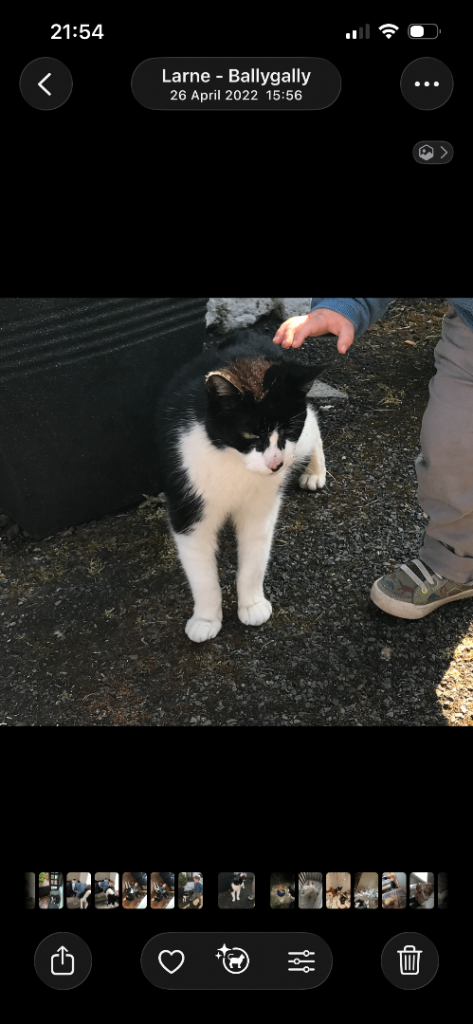 Older cat looking a patient new owner
