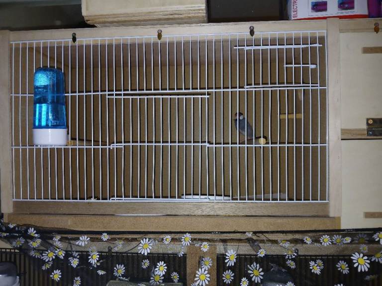 Java finch and cage