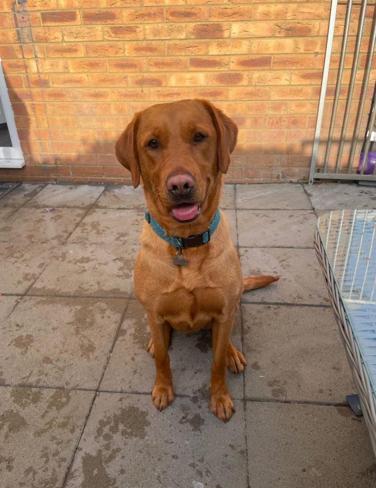 Red fox Labrador, female, 5 years old