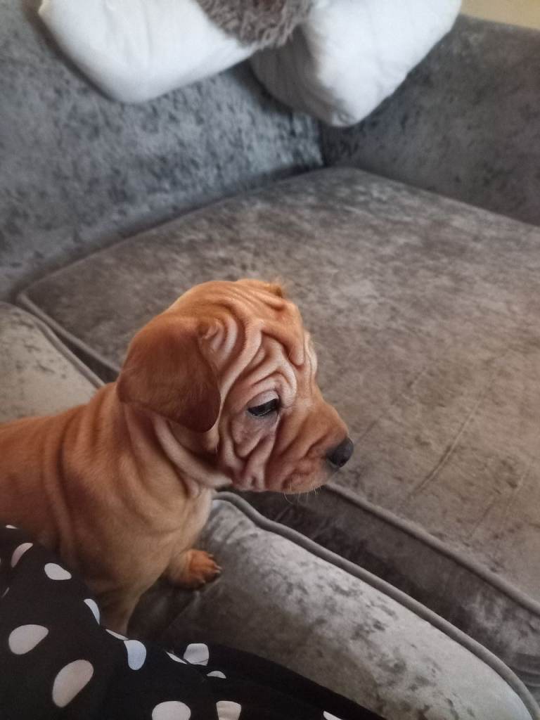 Sharp pei mixed cavapoo 