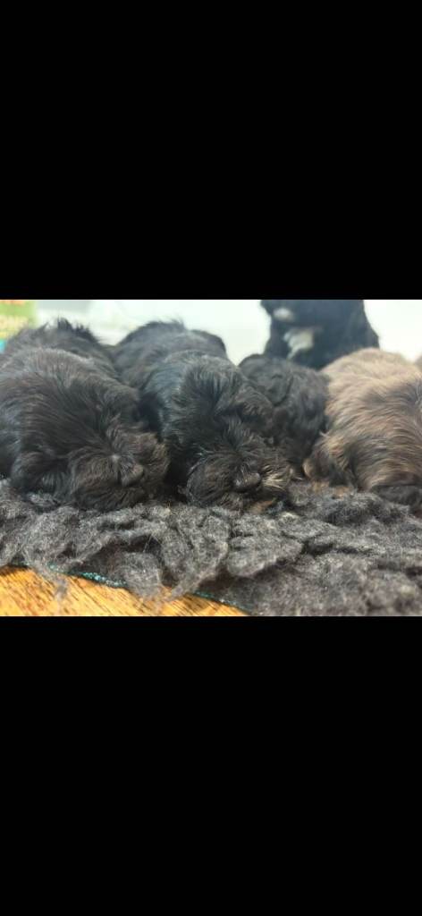 Rare Cavapoochon Puppies Home Raised PRA clea